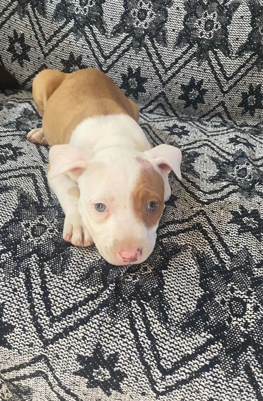 Pitbull