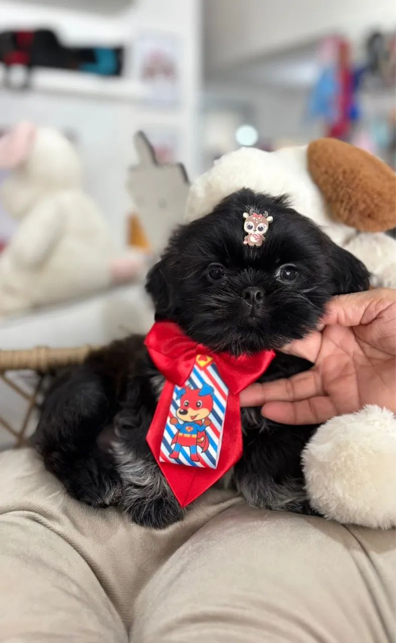 Shithzu com pedigree - Foto 4