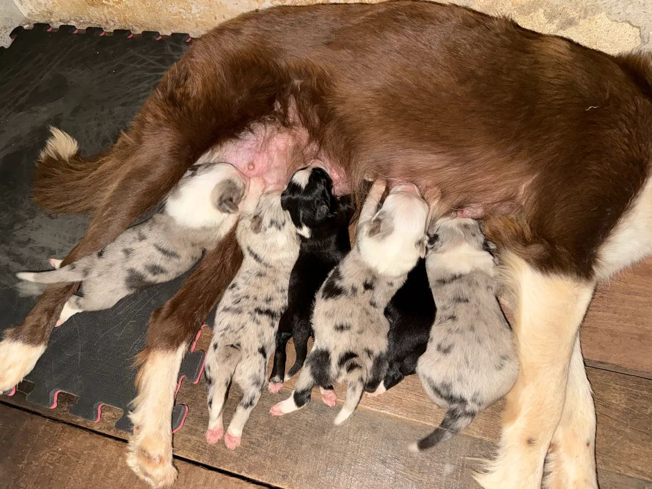 BORDER COLLIE - Foto 3