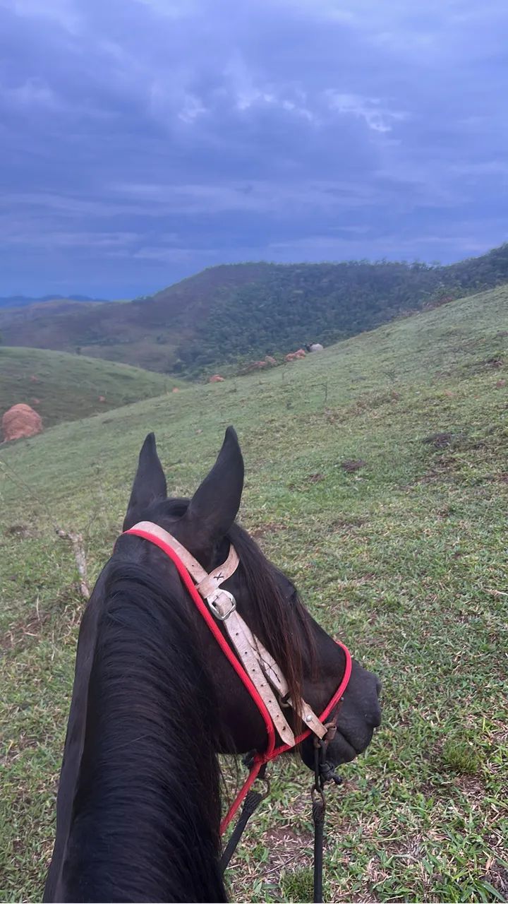Cavalo preto Mangalarga marcha picada - Foto 5