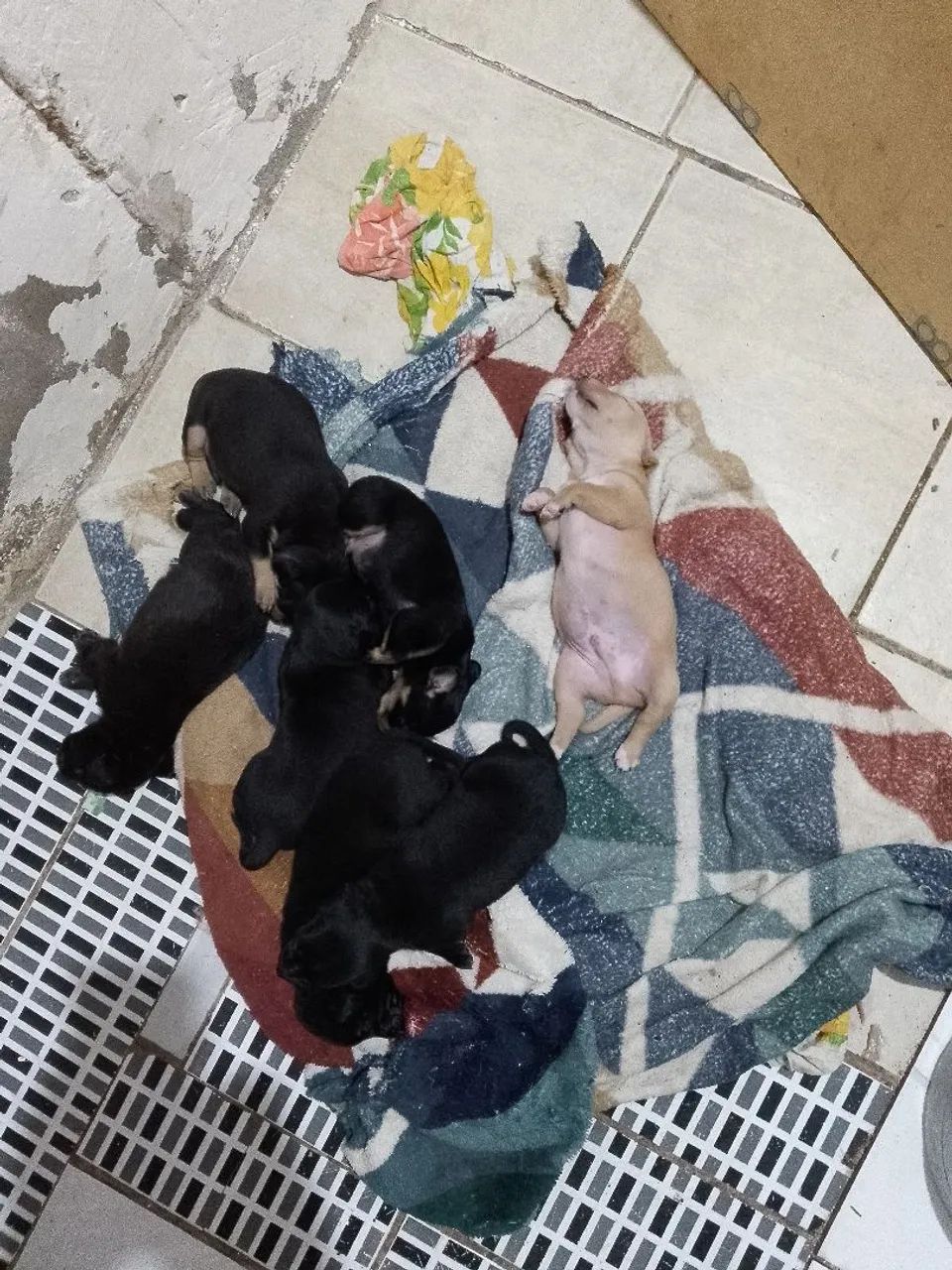 Adoção responsável  - Foto 2