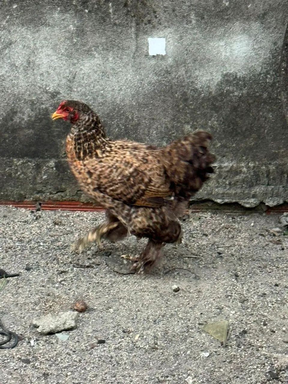 Galinhas brahma - Foto 4