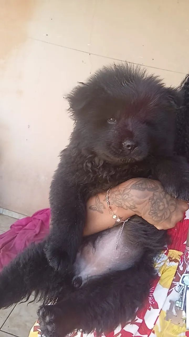 Promoção de chow chow  - Foto 3