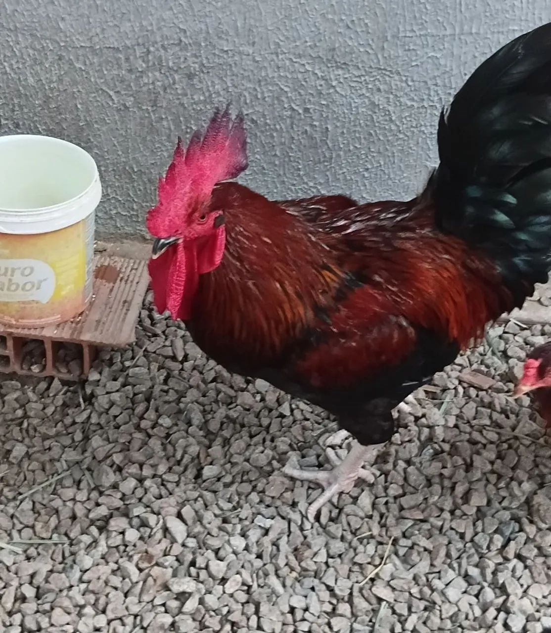 Galinha e o galo  - Foto 2