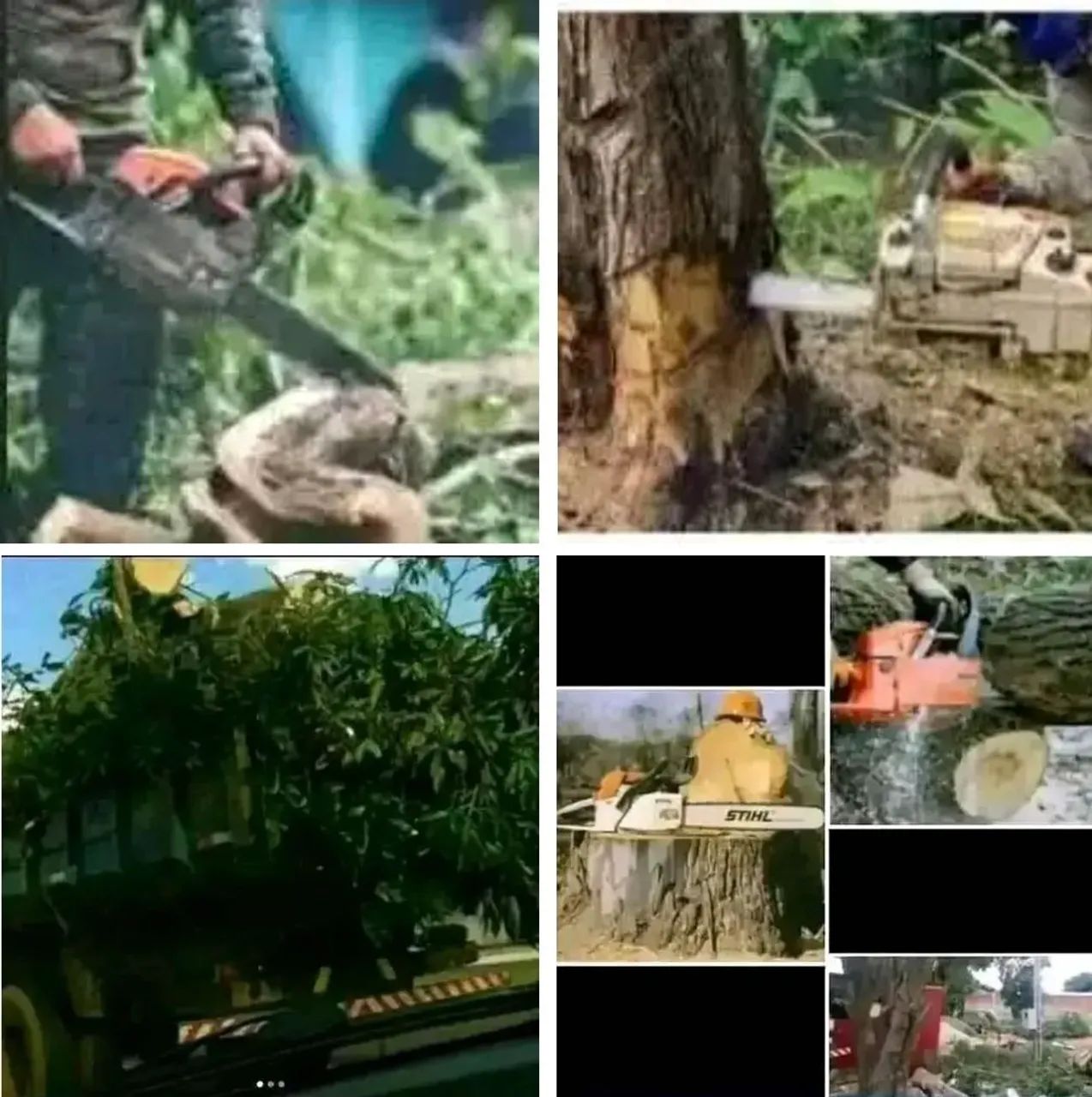 CORTES E POLDAGENS DE ÁRVORES 