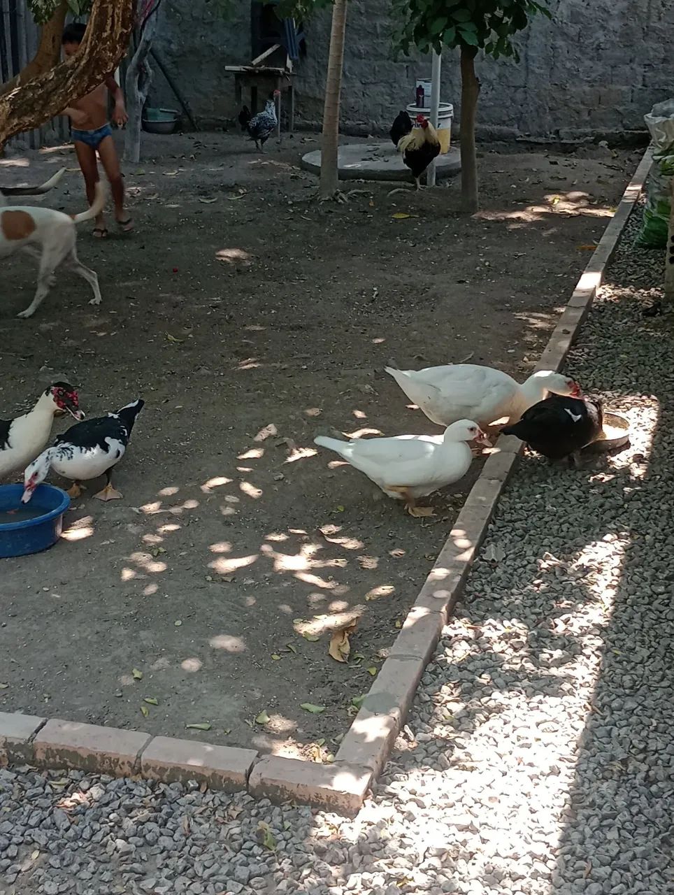 Patos novos - Foto 2
