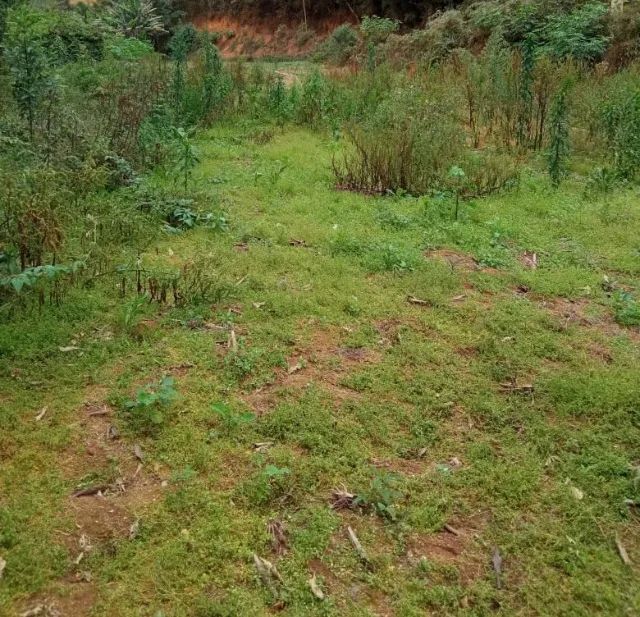 Sitio Grande área plana em Rio possmoser - Foto 3