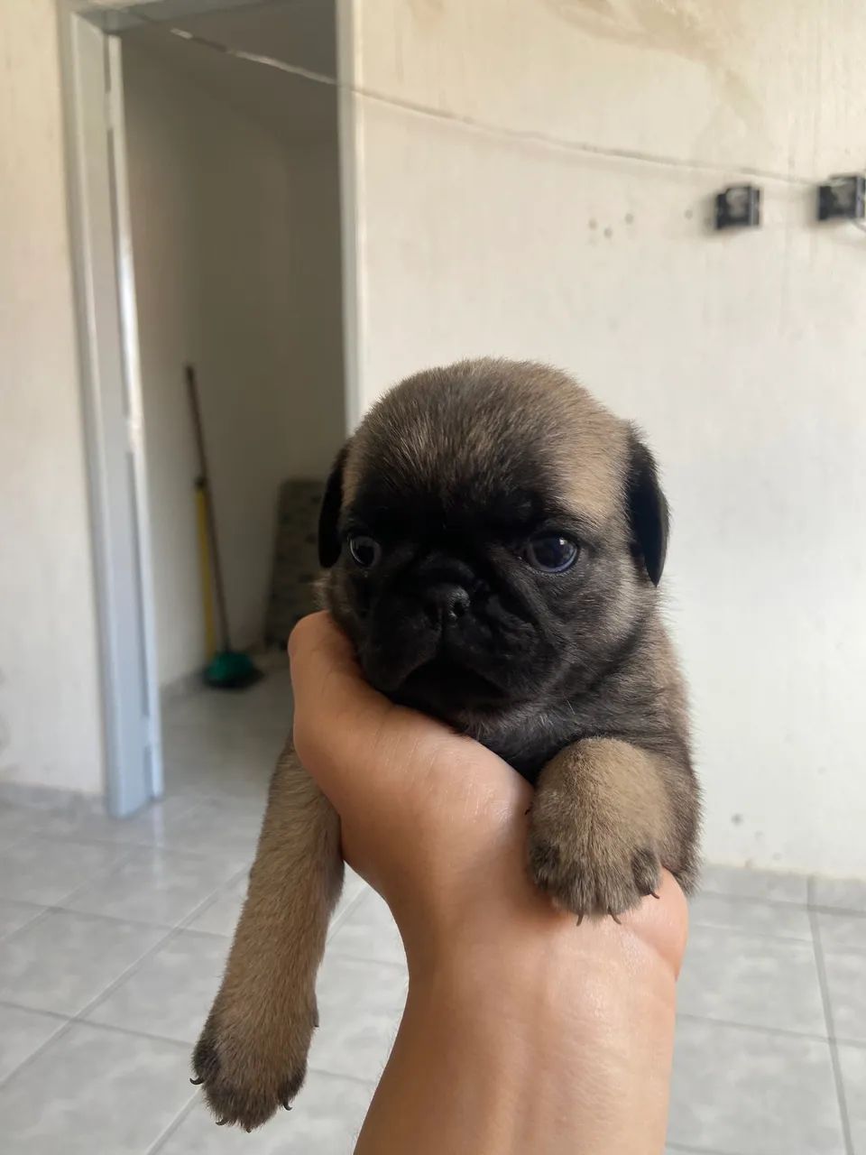 FILHOTE PUG - Foto 2
