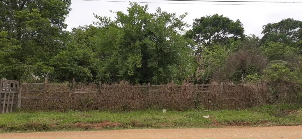 Foto - Atibaia - Vitória Régia
