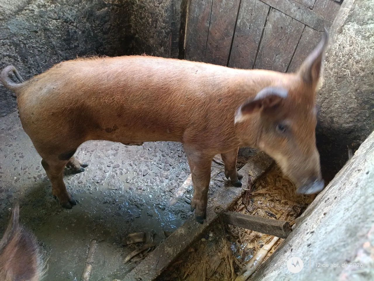 Porco  - Foto 4