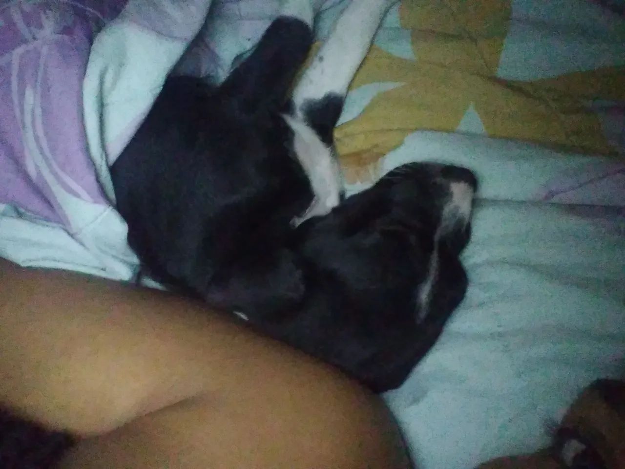 Adoção responsável  - Foto 2