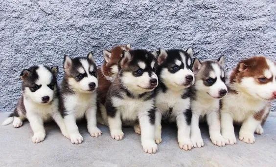 Husky Siberiano