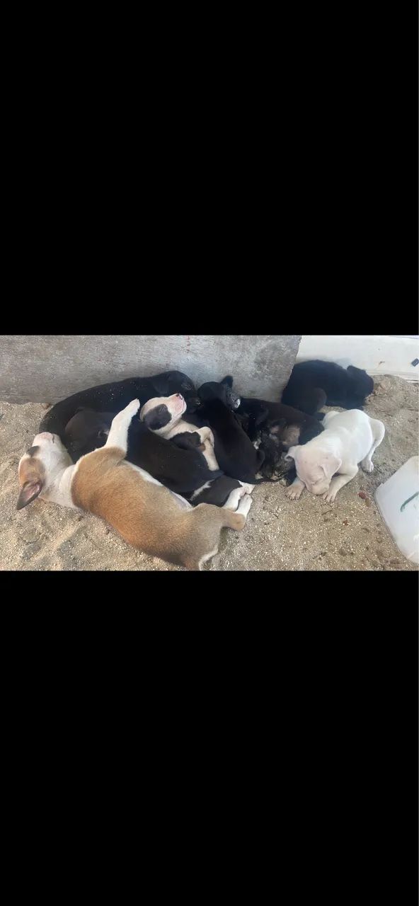 Doação de filhotes  - Foto 2