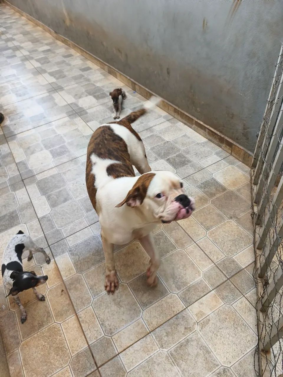 Vendo Boxer alemã fêmea  - Foto 3