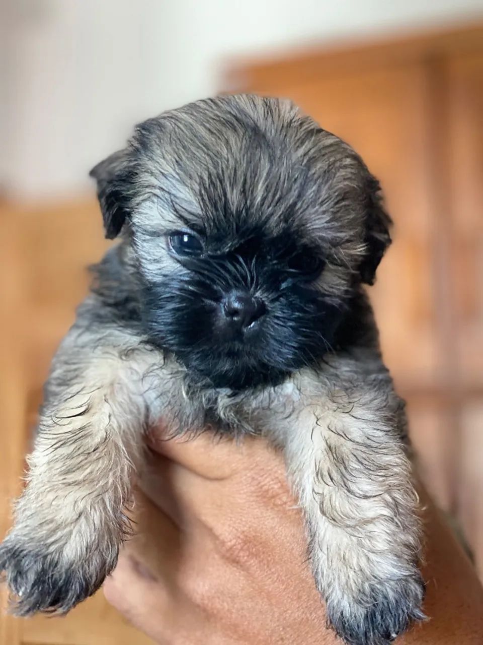 Cachorro  - Foto 2