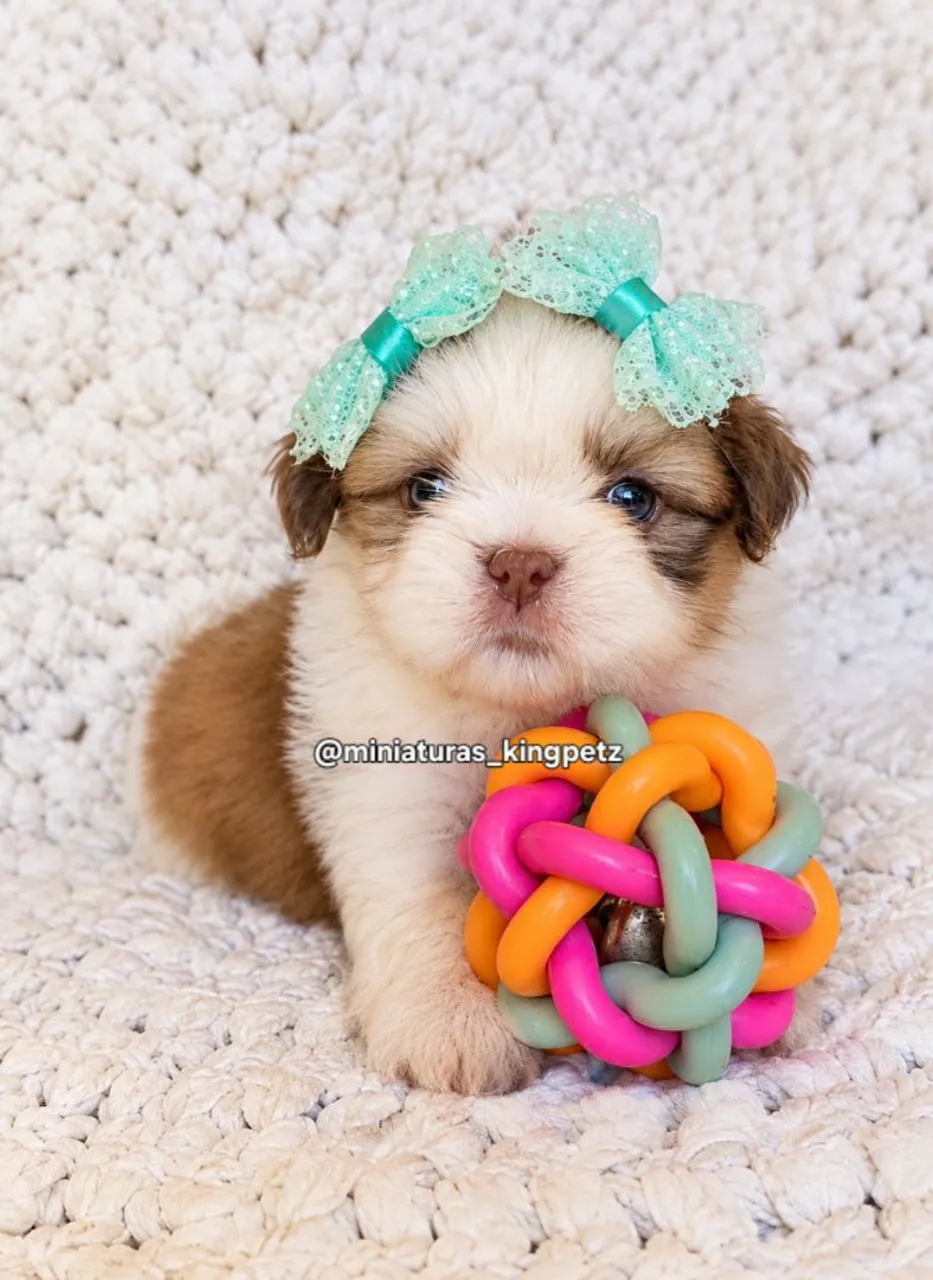 Shih-Tzu machos a pronta entrega - Cachorros - Cidade