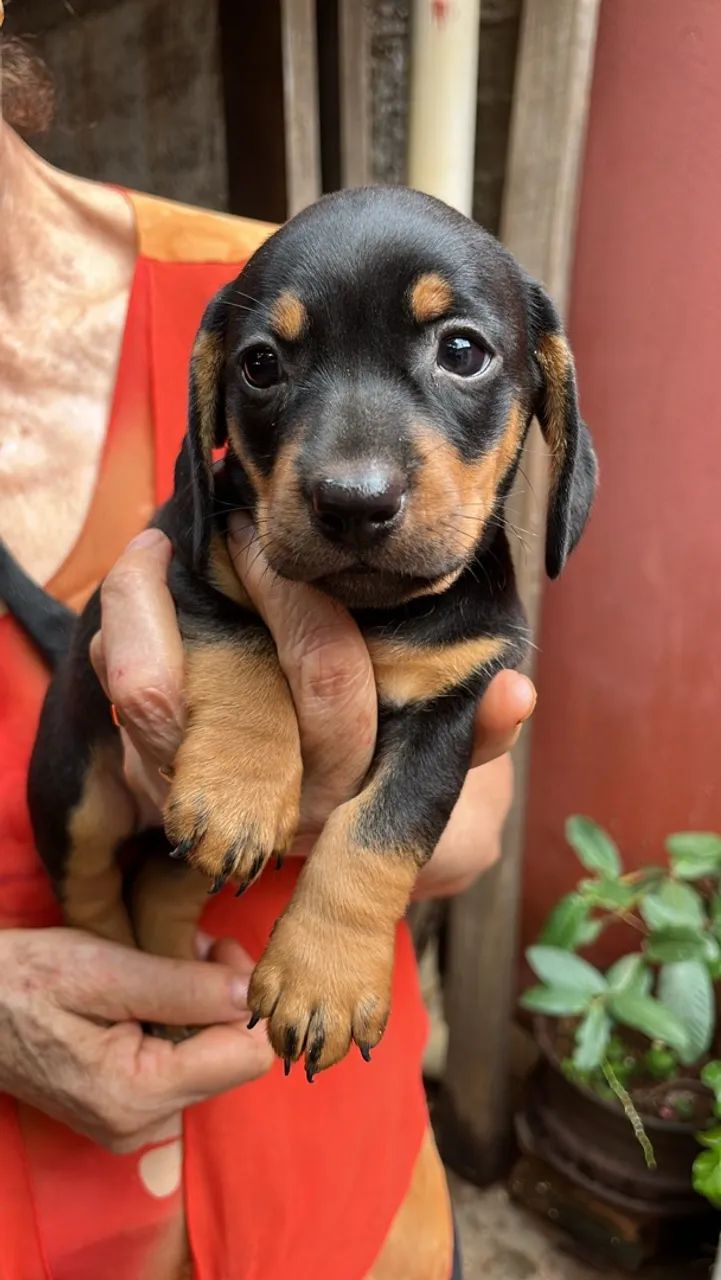 Basset - Salsicha  - Foto 2