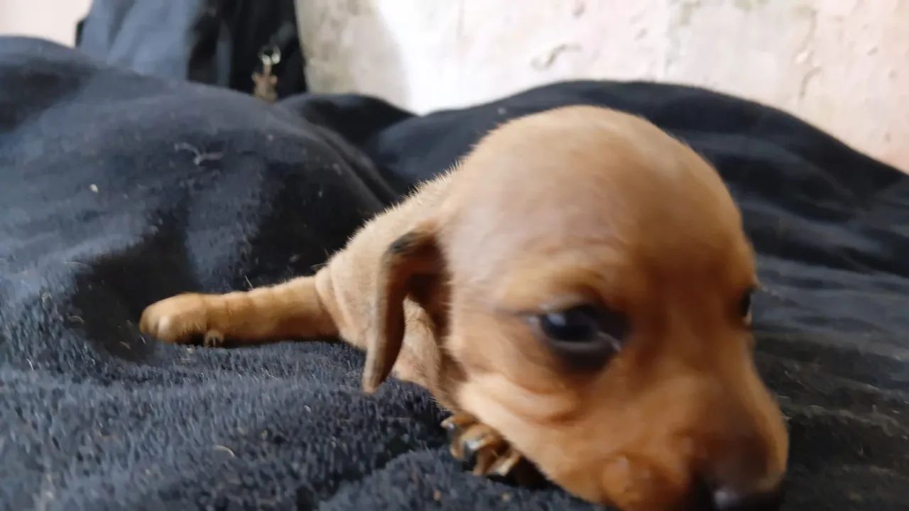 Daschund  - Foto 2