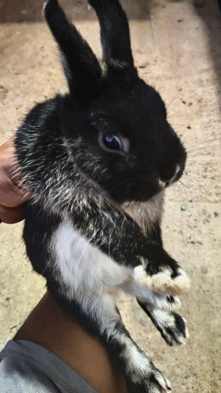 Vende-se coelho macho, de cor preto e branco. - Foto 5