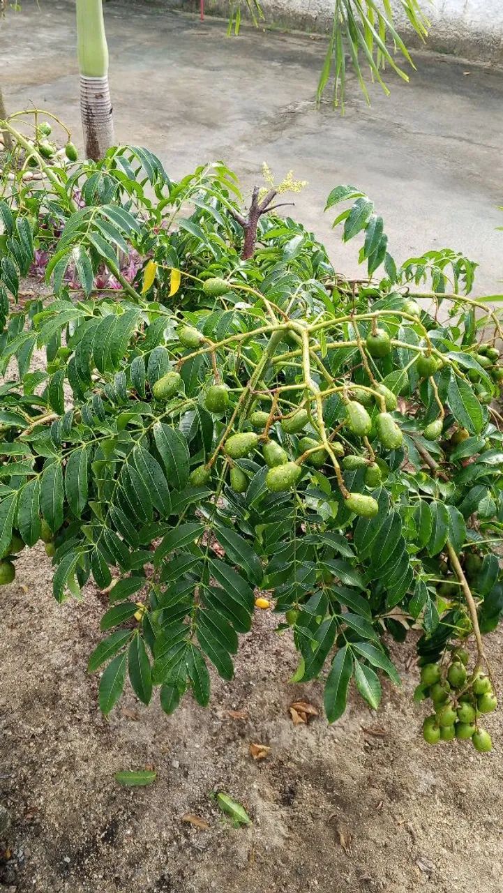 Cajarana precoce - Foto 2