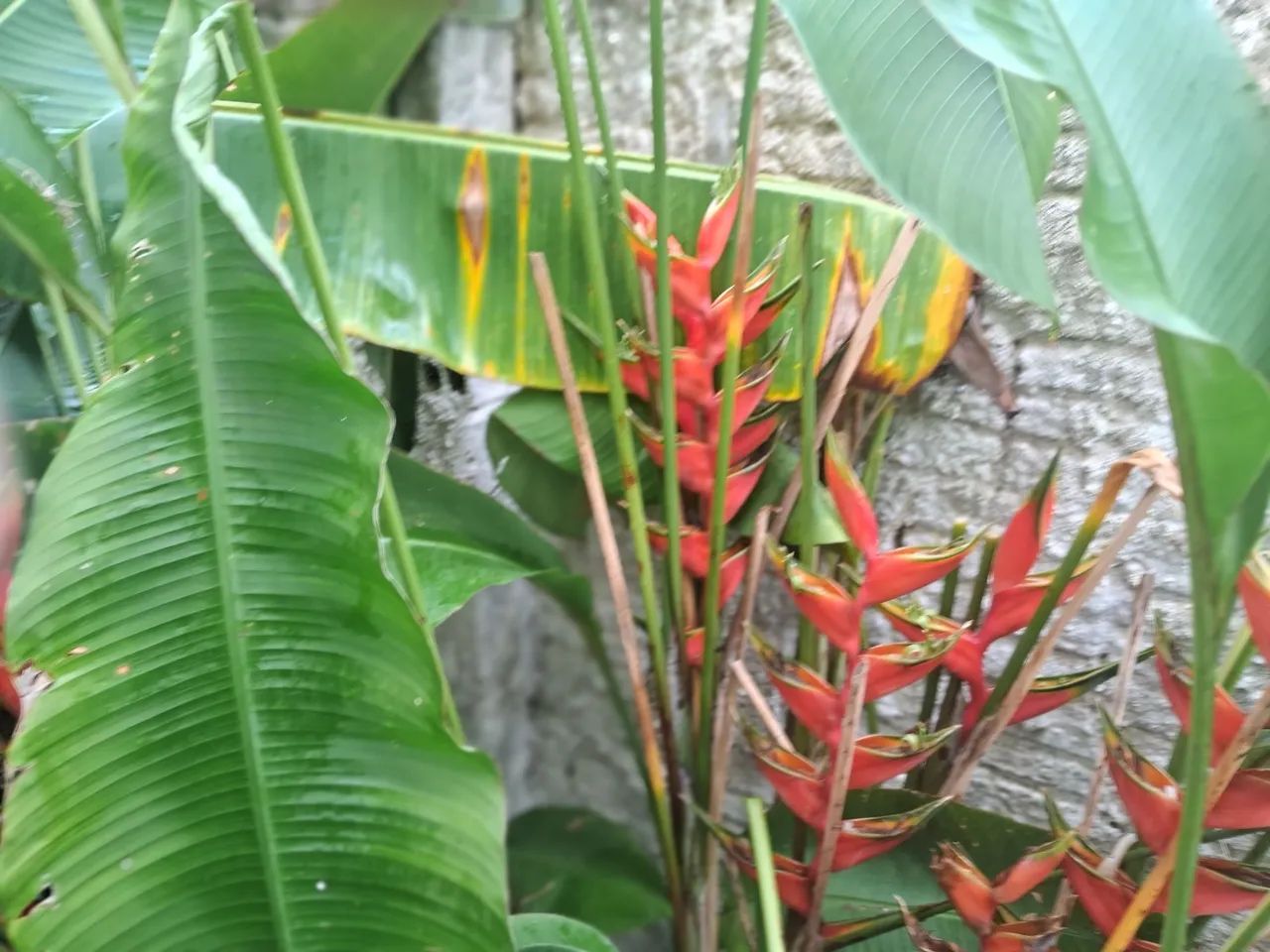 Vende-se mudas de helicônia bihai vermelha, alpinia v / a, papagaio v / a, - R$15 - Foto 2