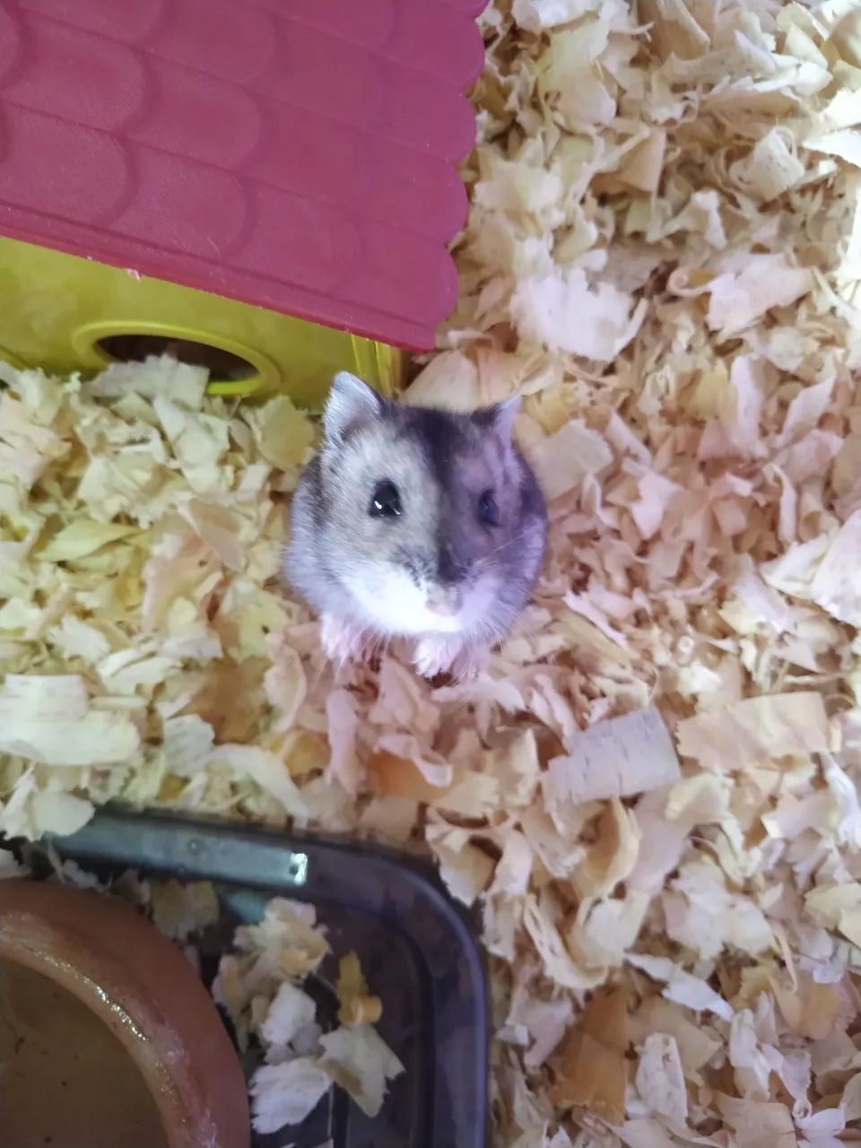 Hamster
