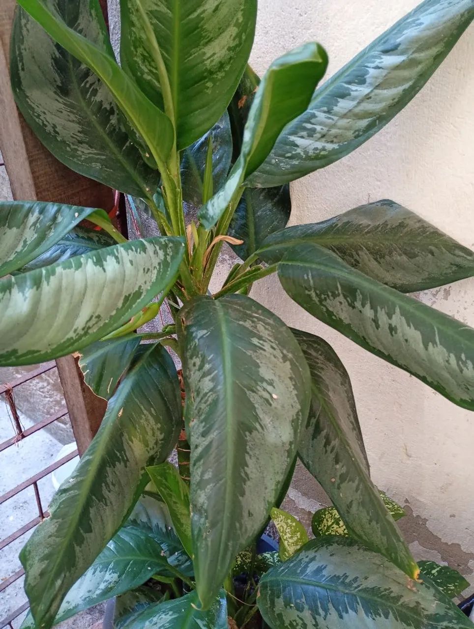 Vendo Planta Comigo ninguém pode 