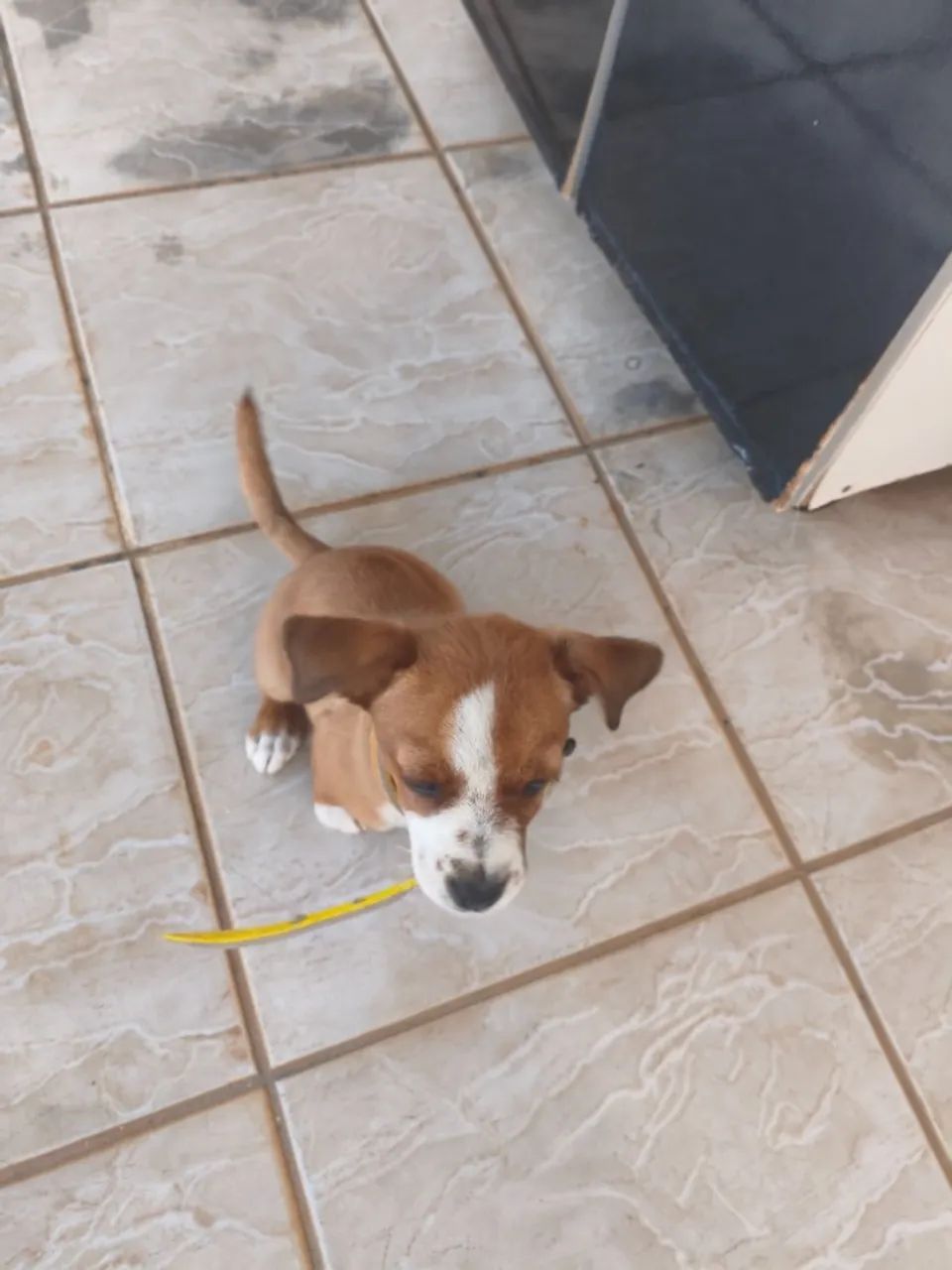 Adoção responsável  - Foto 2