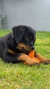 Rottweiler filhotes 