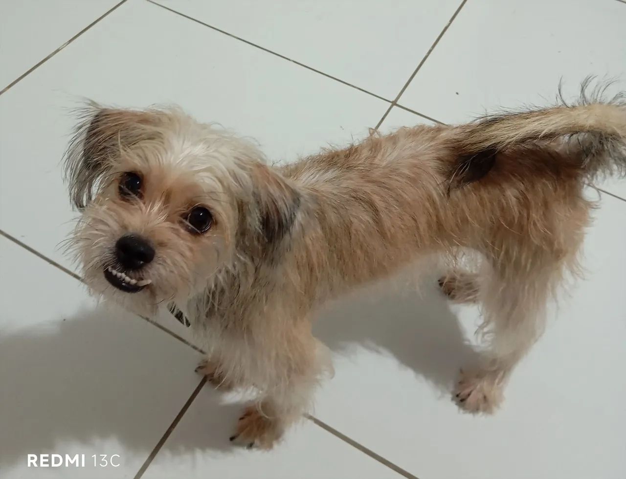 Cachorro  - Foto 2
