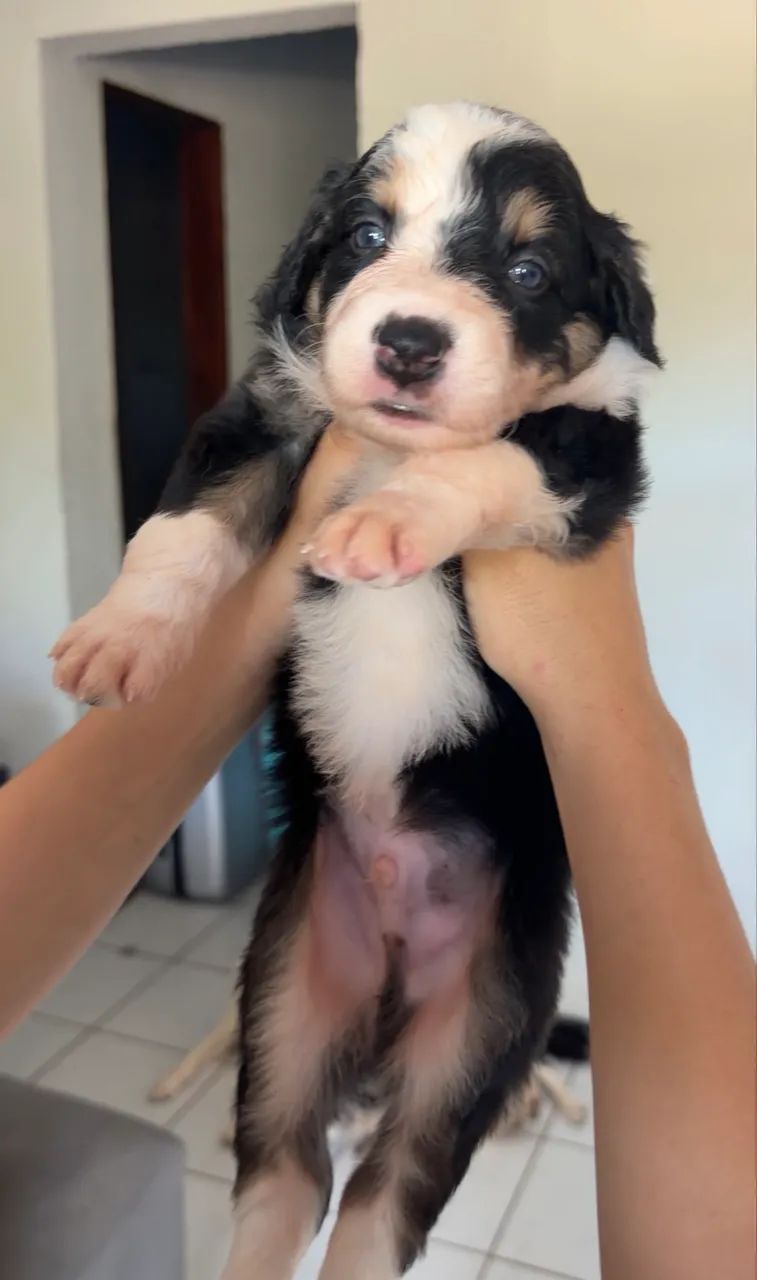 Border collie com ótima linguagem.  - Foto 4