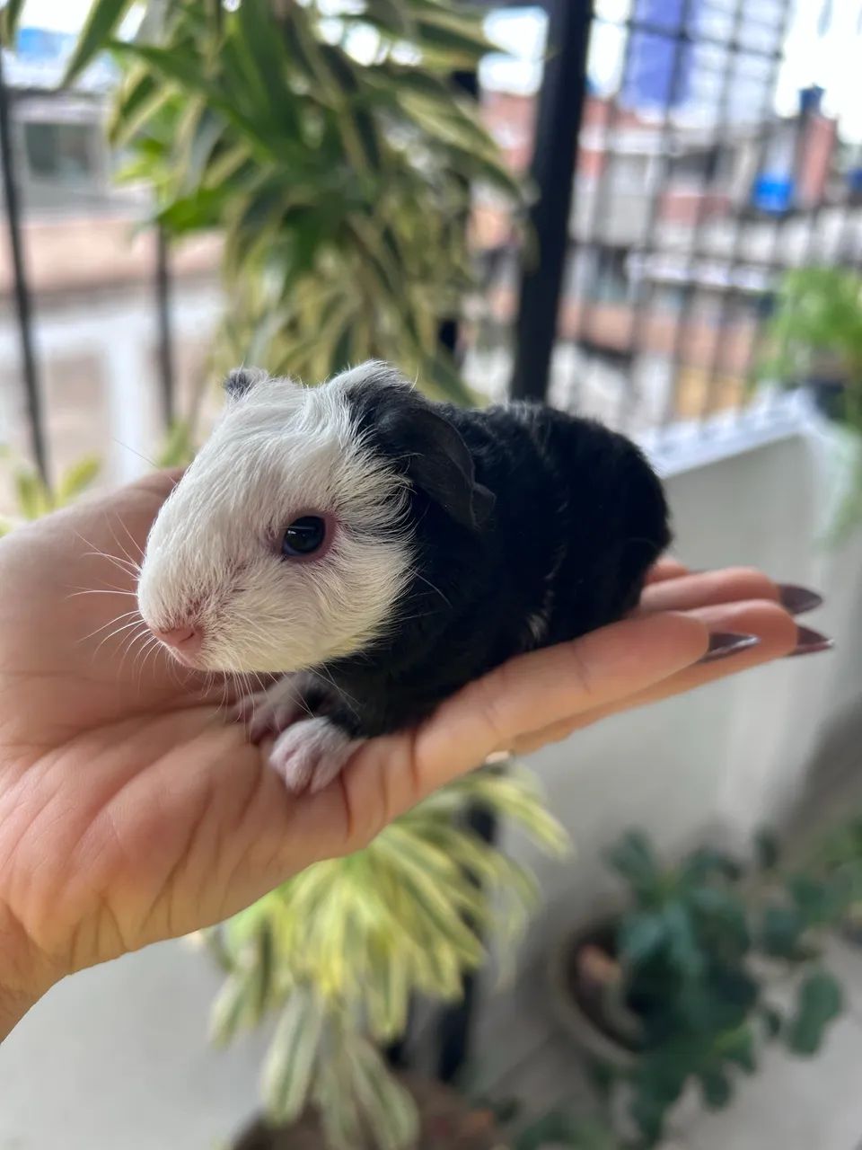 Porquinho da índia portador - Foto 5