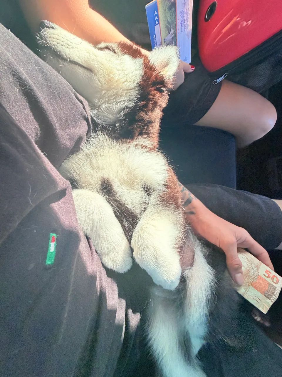 Husky Siberiano - Foto 4