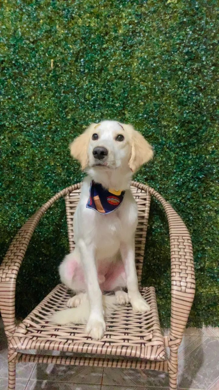 Cachorro para doação  - Foto 2