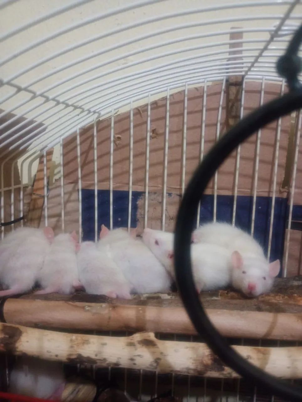 Rato de Laboratório Twister Hamster Mercol Standard 