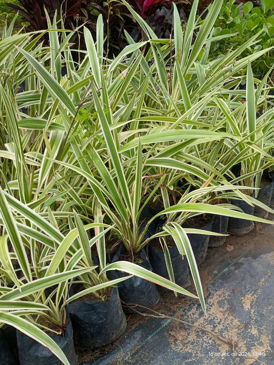 Mudas de jardim - Foto 2