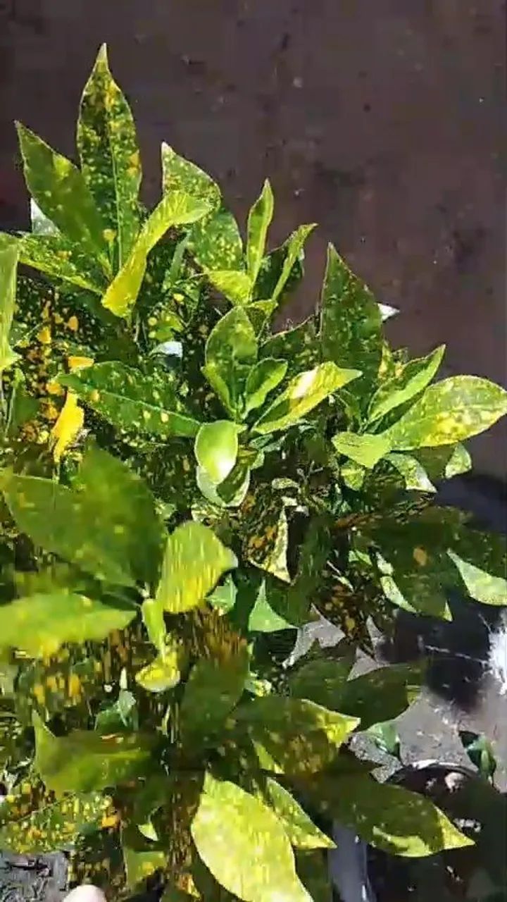 Plantas diversas  - Foto 4
