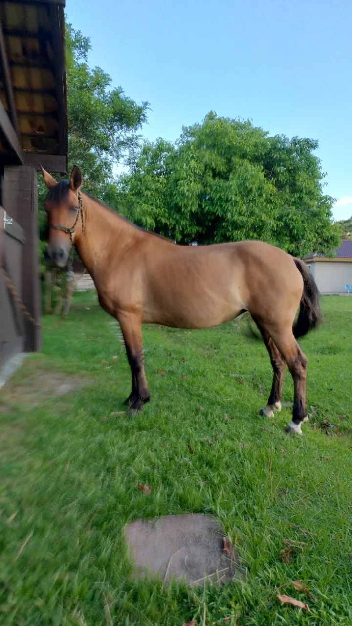 Égua guateada, excelente andadura, mansa para criança.  - Foto 4