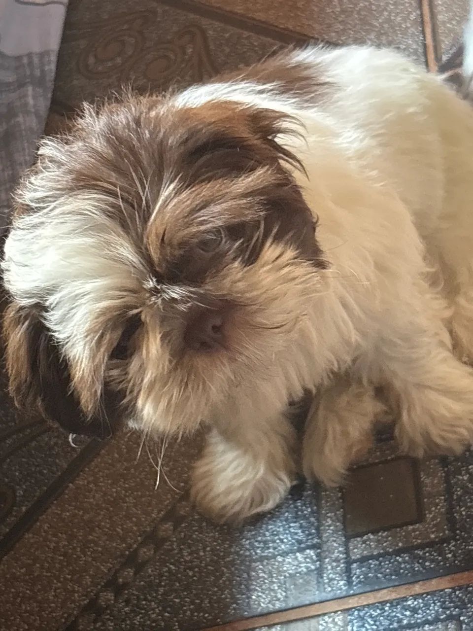 Cachorro  - Foto 2