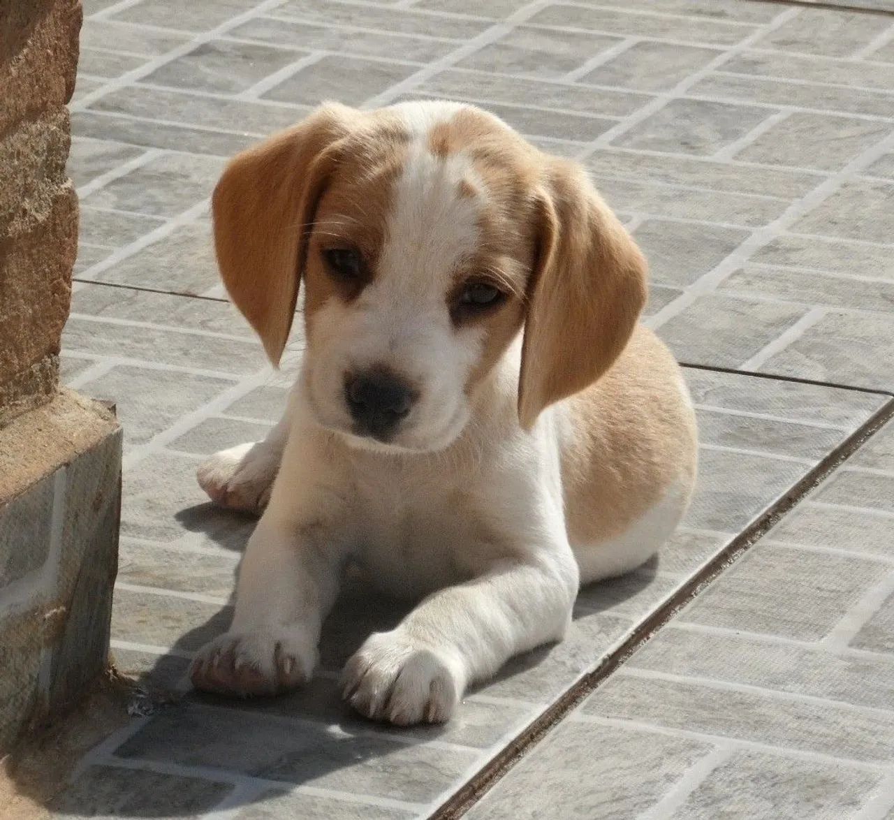 Último machinho bicolor - Foto 5