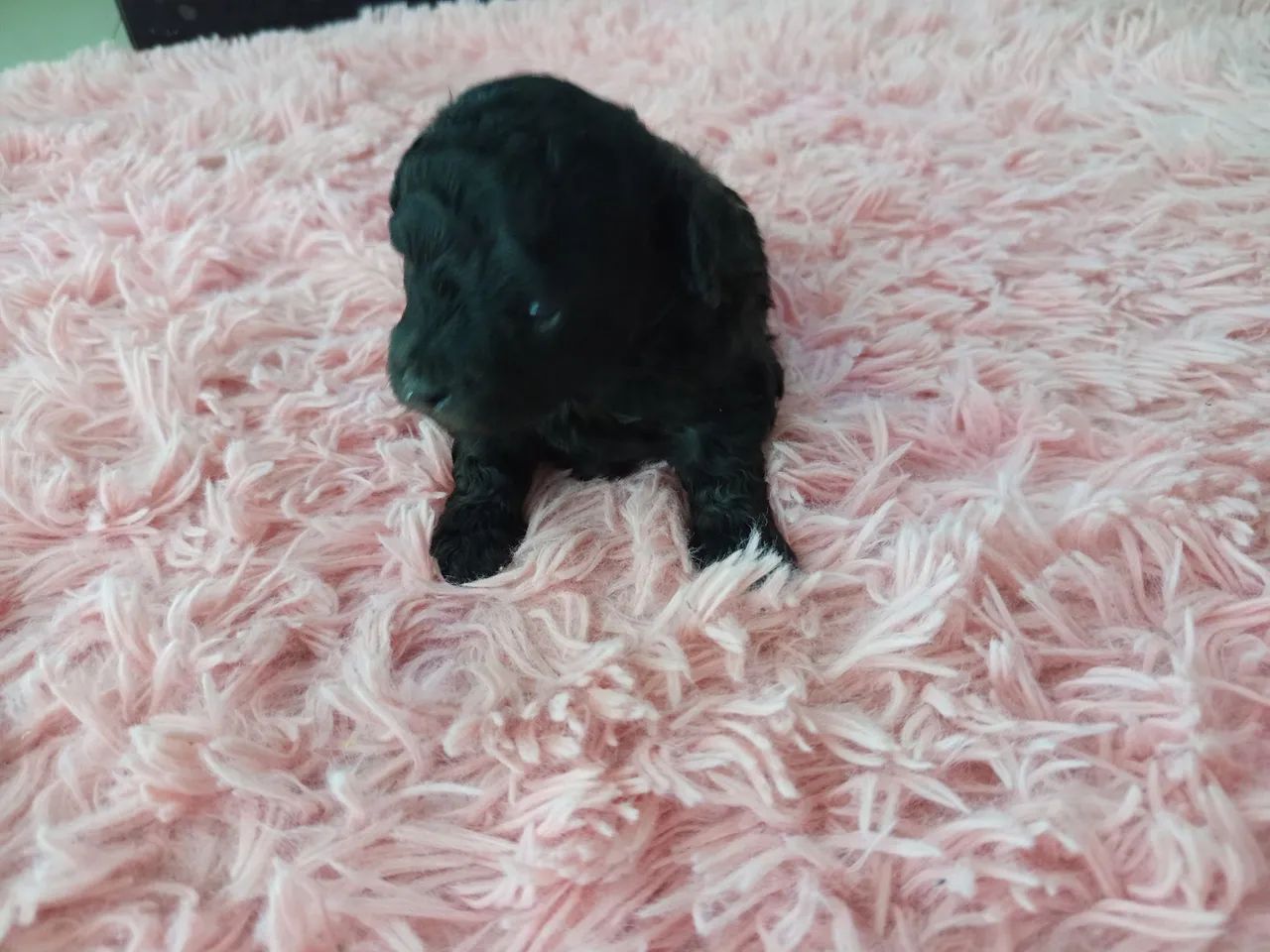 Poodle Mini fêmea  - Foto 4