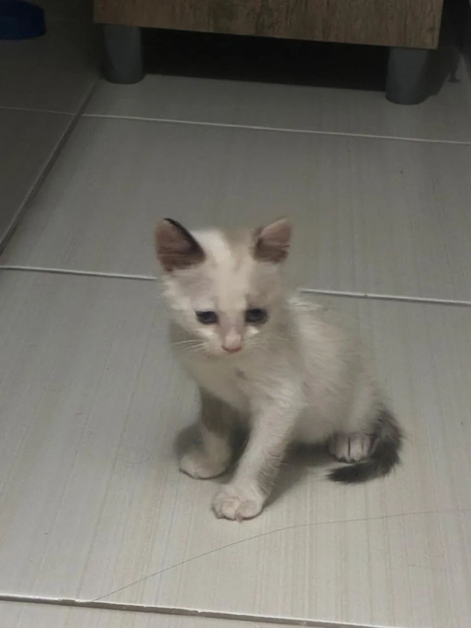 Filhote de Gata - Foto 2