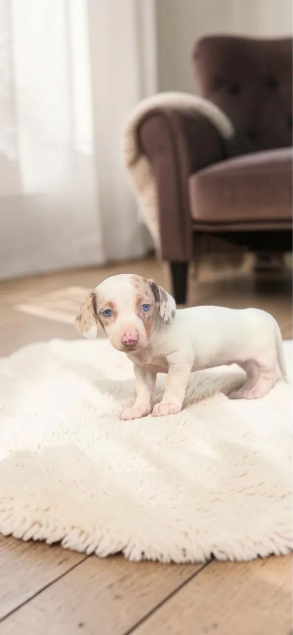 Daschund Mini fêmea  - Foto 3