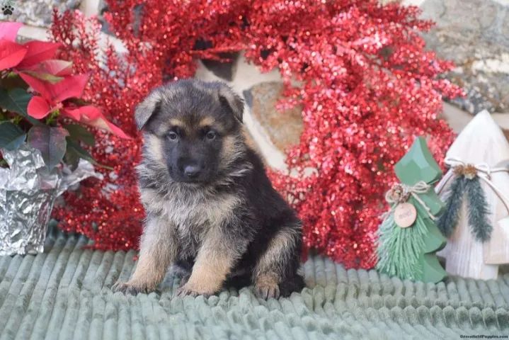 Cachorro Pastor Alemão/ Capa Preta/ Pelo curto / Pelo Longo, Sociável, Pedigree