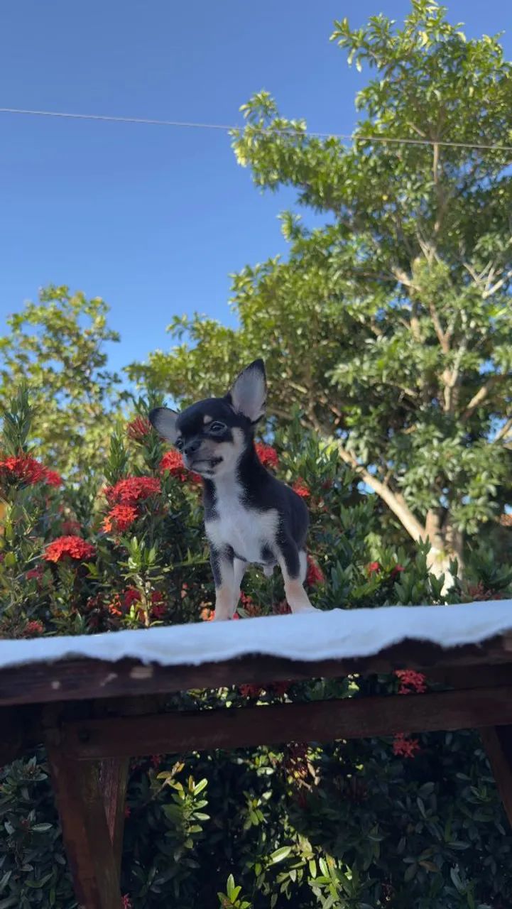 Vendo Chihuahua macho - Foto 3