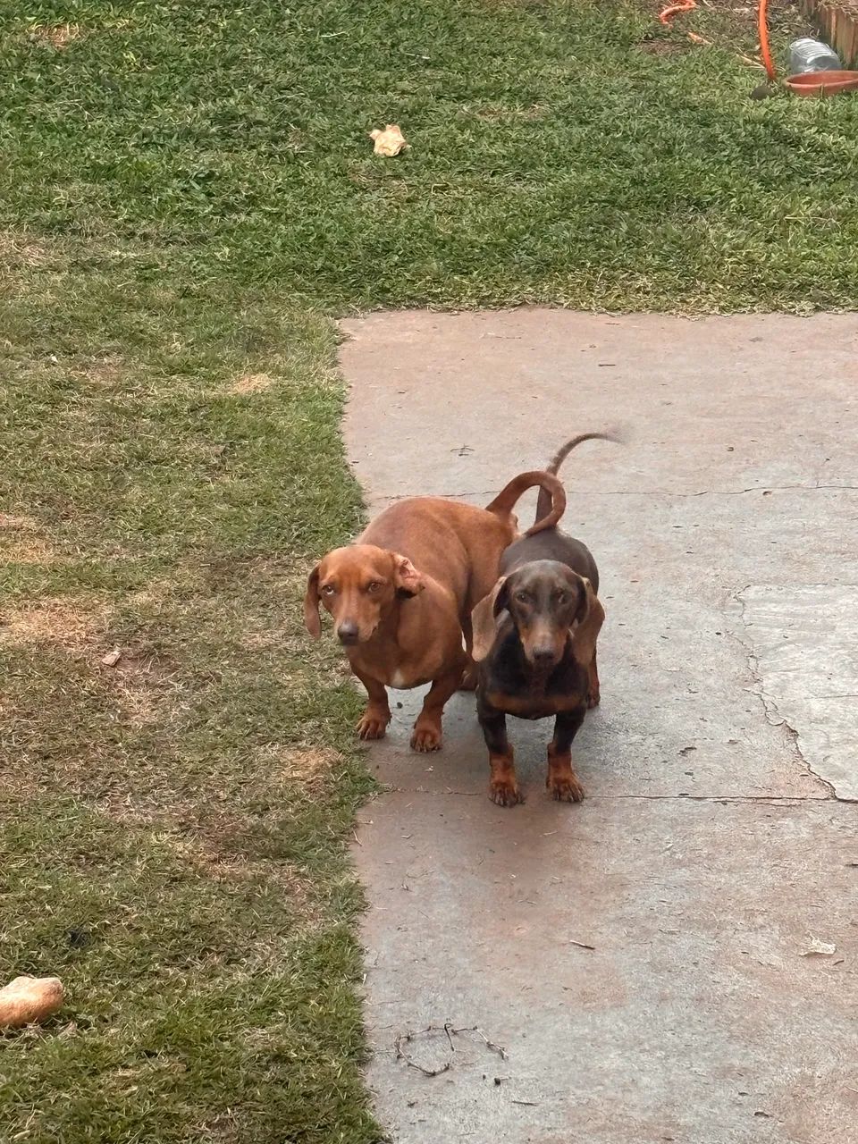 Dachshund macho  - Foto 3