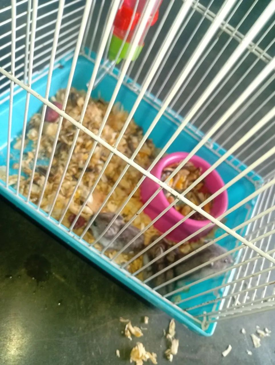 Gaiola com hamster  - Foto 2