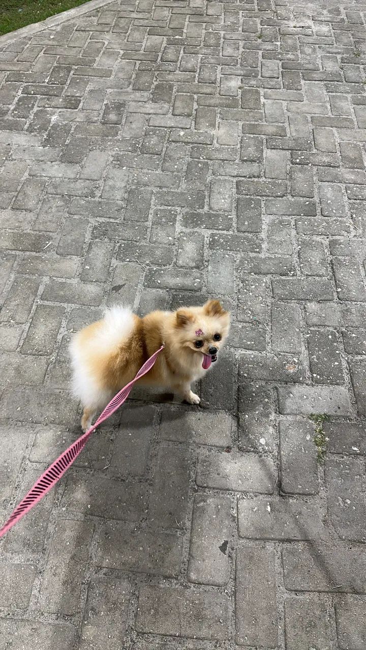 Lulu da pomeranea