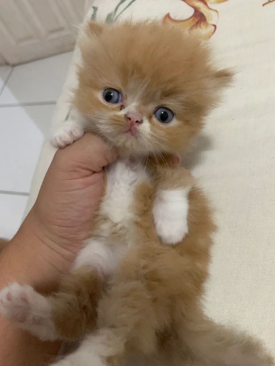 Vendo filhotes de gato Persa  - Foto 3