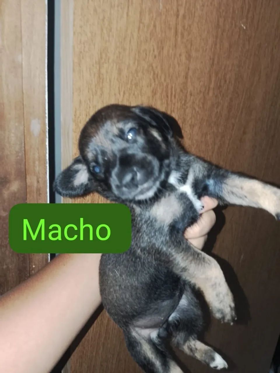 Doação de cachorro macho  - Foto 4